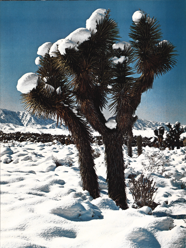 Unwrap Arizona Highways Magazine from December 1978 | Department